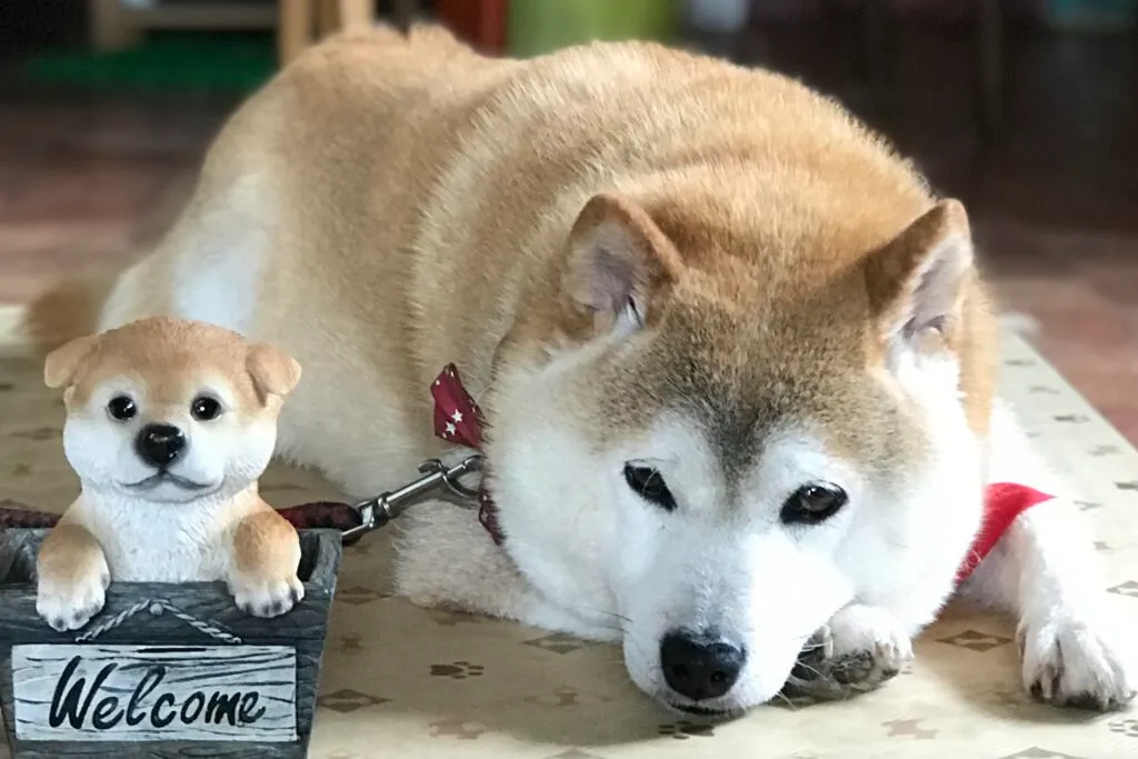 準備は出来ていますか？犬や猫の介護の準備・方法お教えします　～排泄　寝たきりの介助編～